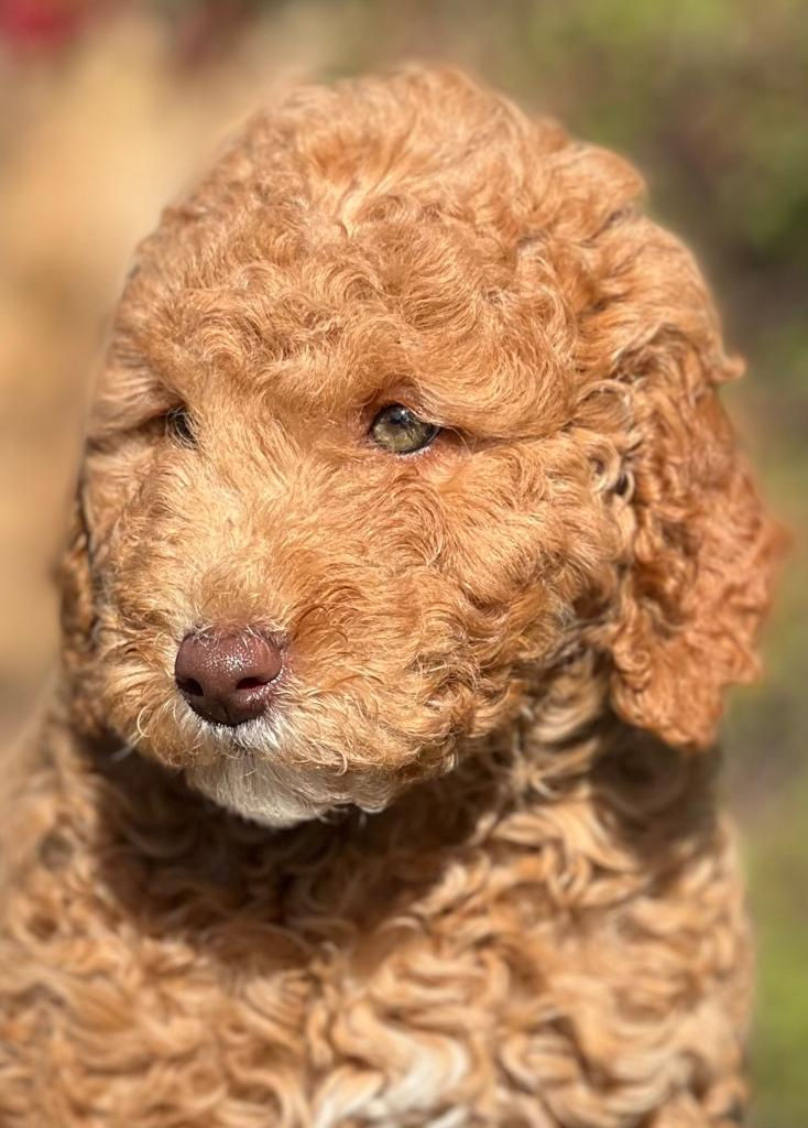 Miniatura: Mini GOLDENDOODLE #75 -Hembra - Vendida
