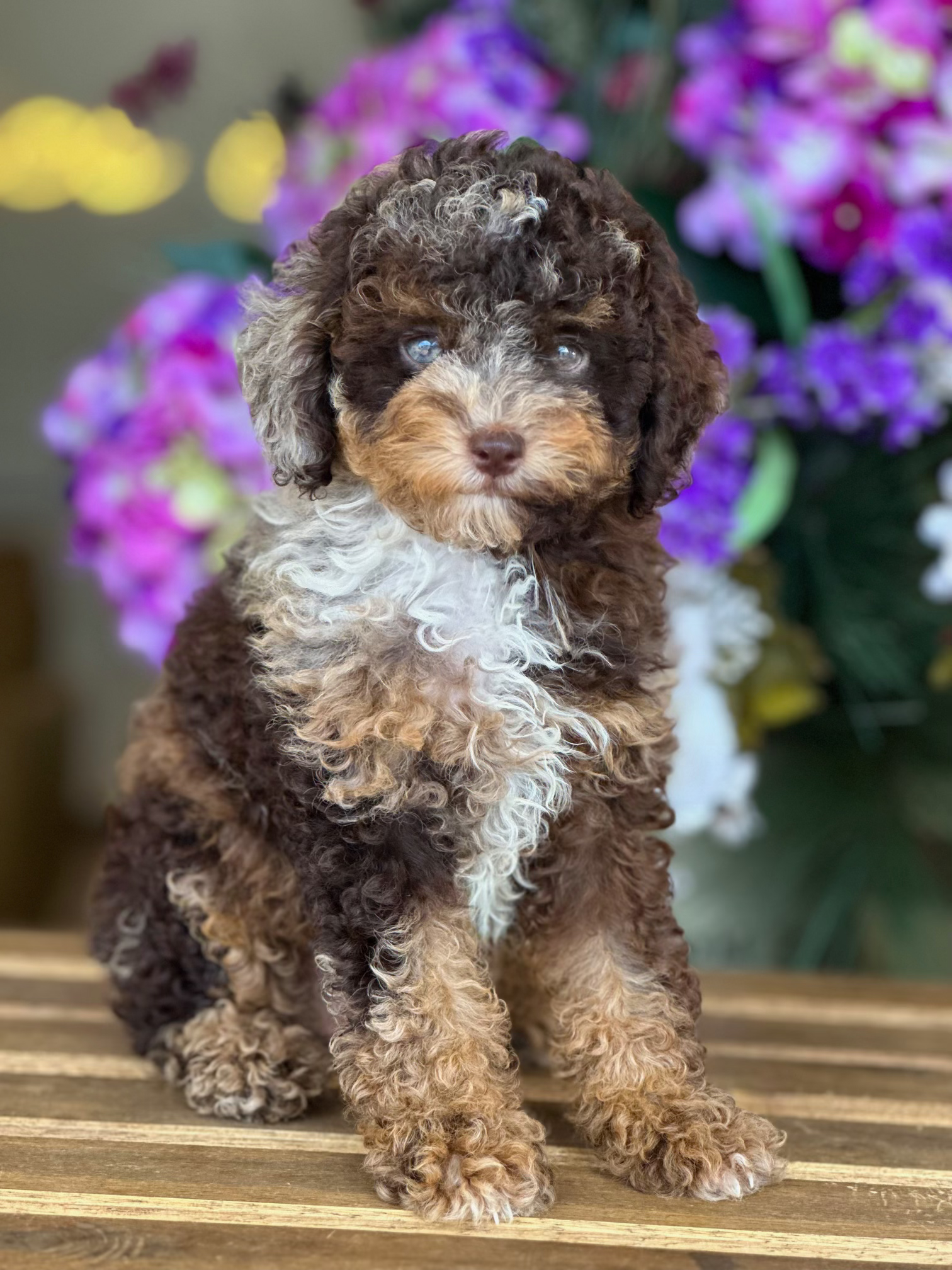 Toy poodle hembrita Merle TPA-01-VENDIDA