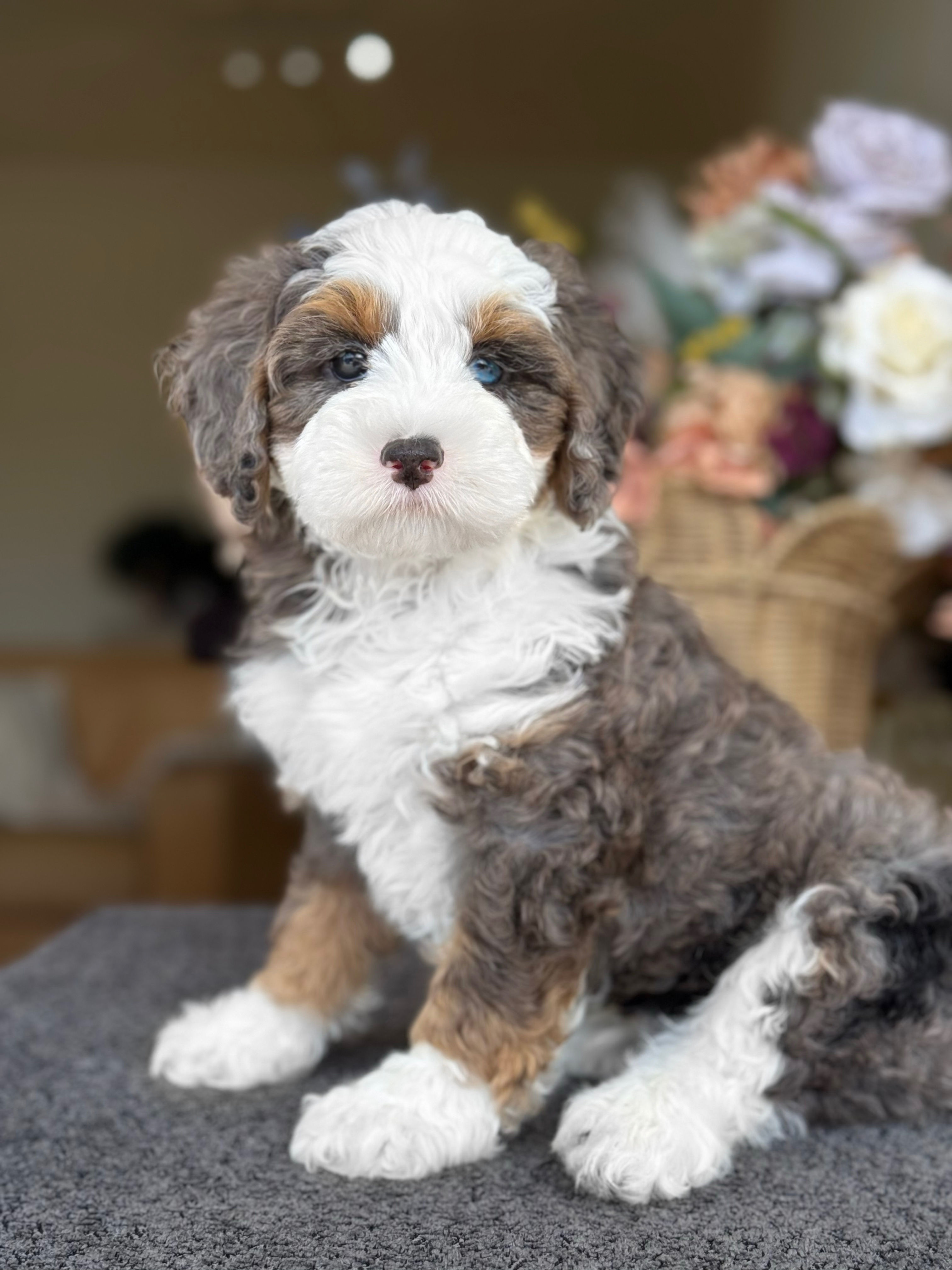 Micro Bernedoodle Phantom Merle nene M4