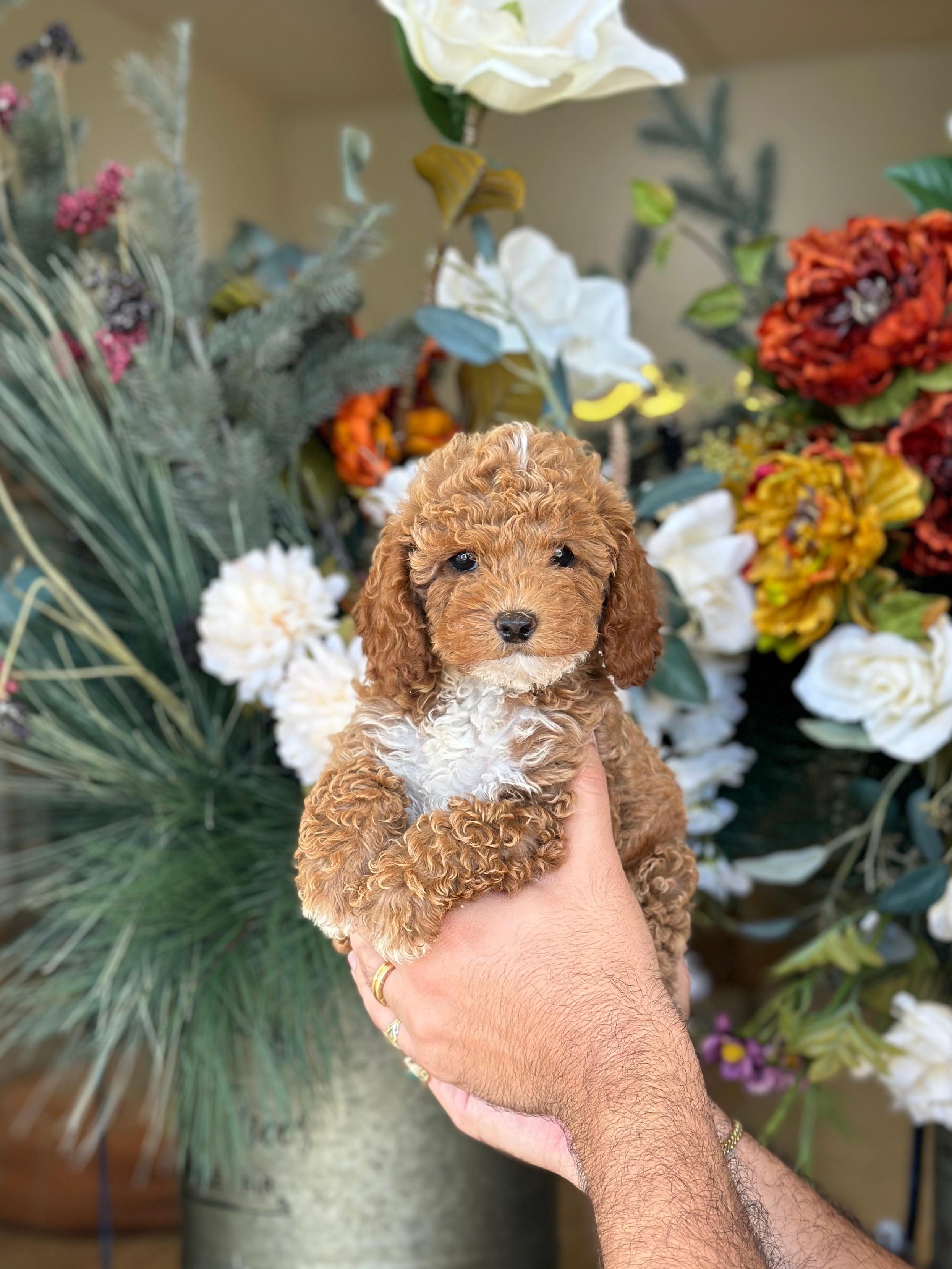 Mini Poodle hembrita MTP - 05-VENDIDA