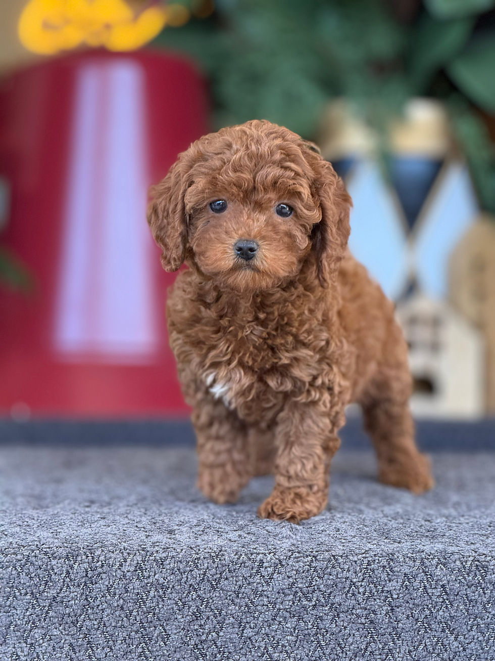 Toy Poodle nena TP_04 Financiamiento Disponible