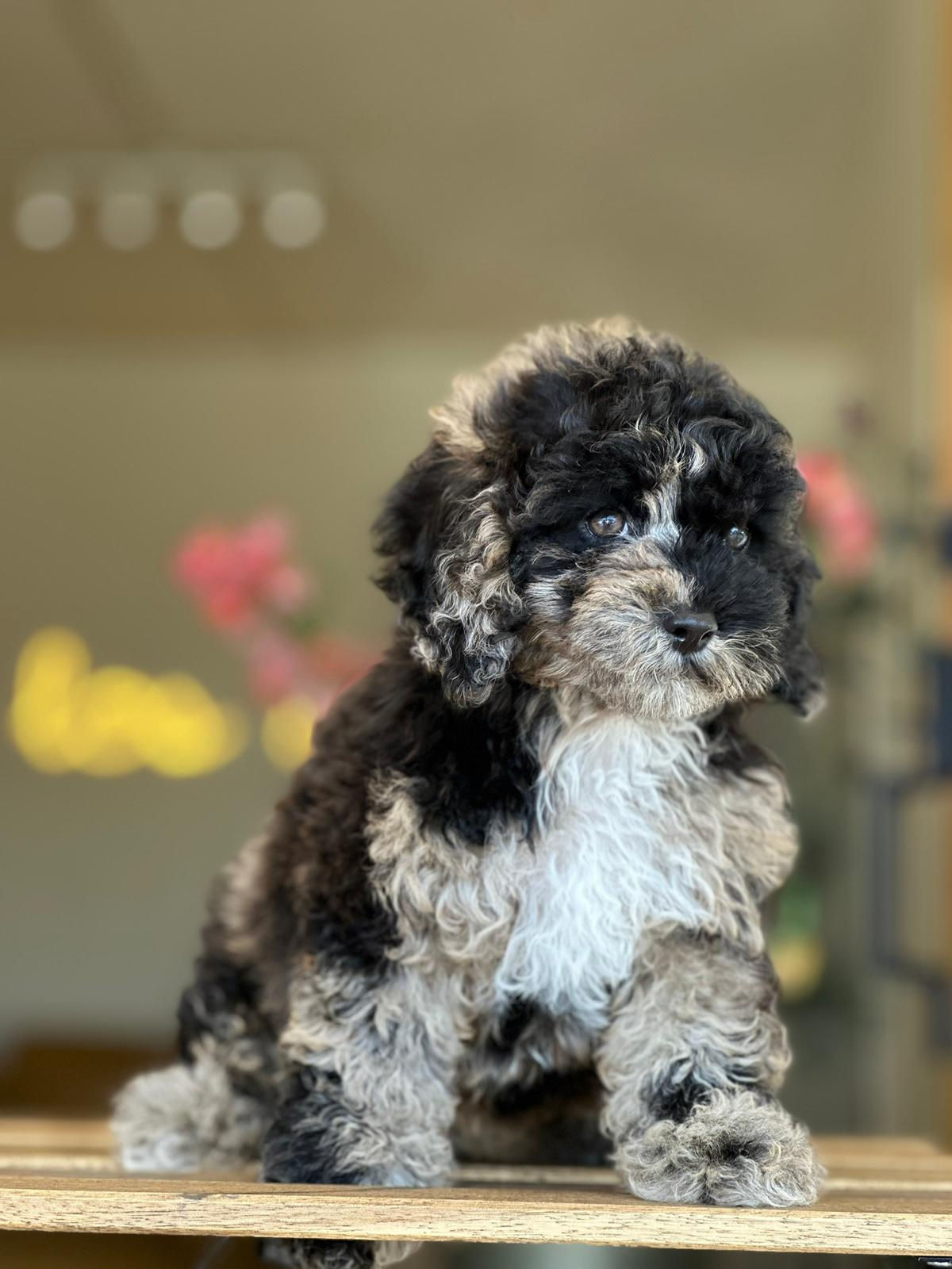 Mini Poodle merle macho #CPA-002-VENDIDO