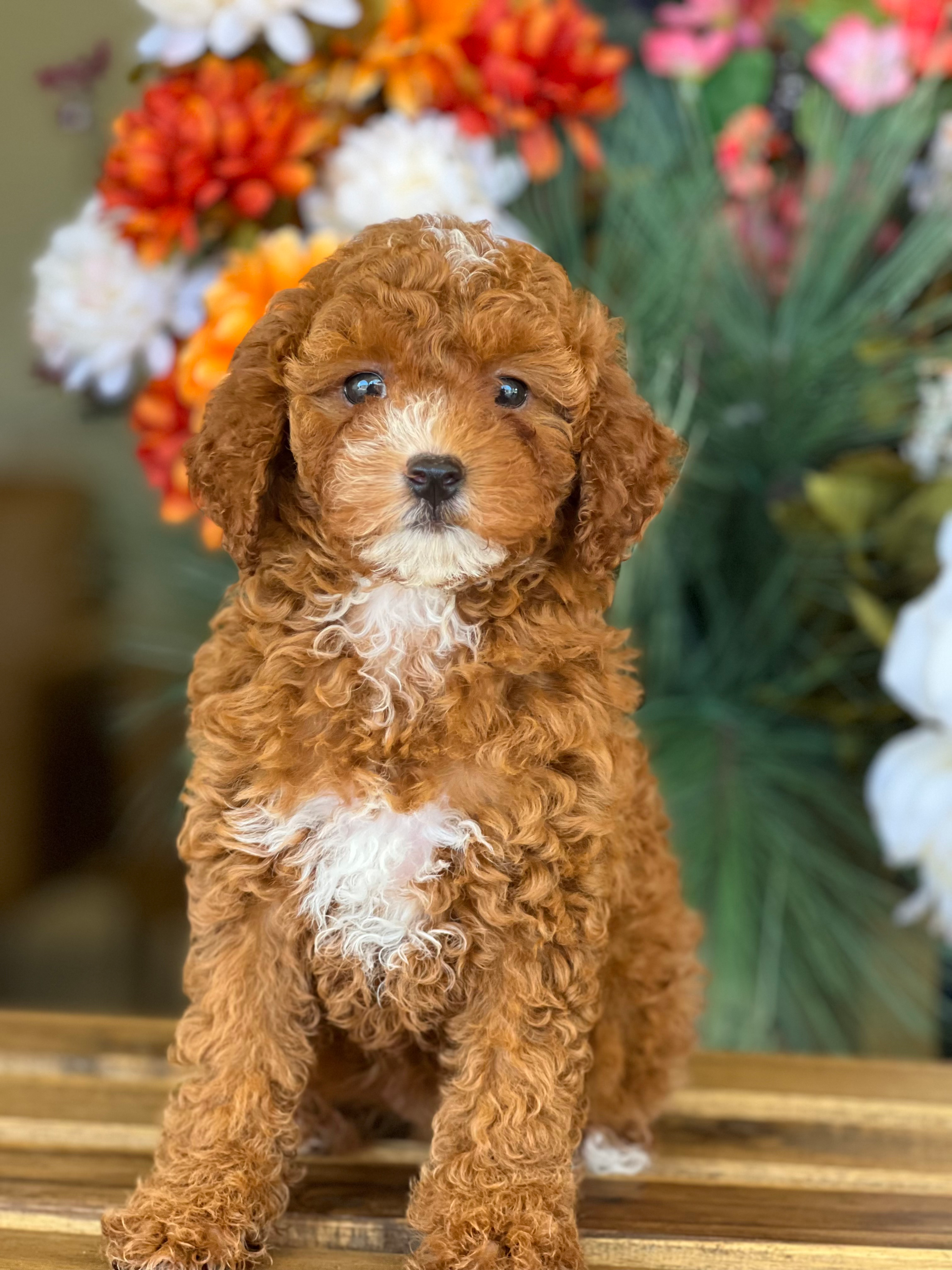 Toy poodle hembrita TPJL-02