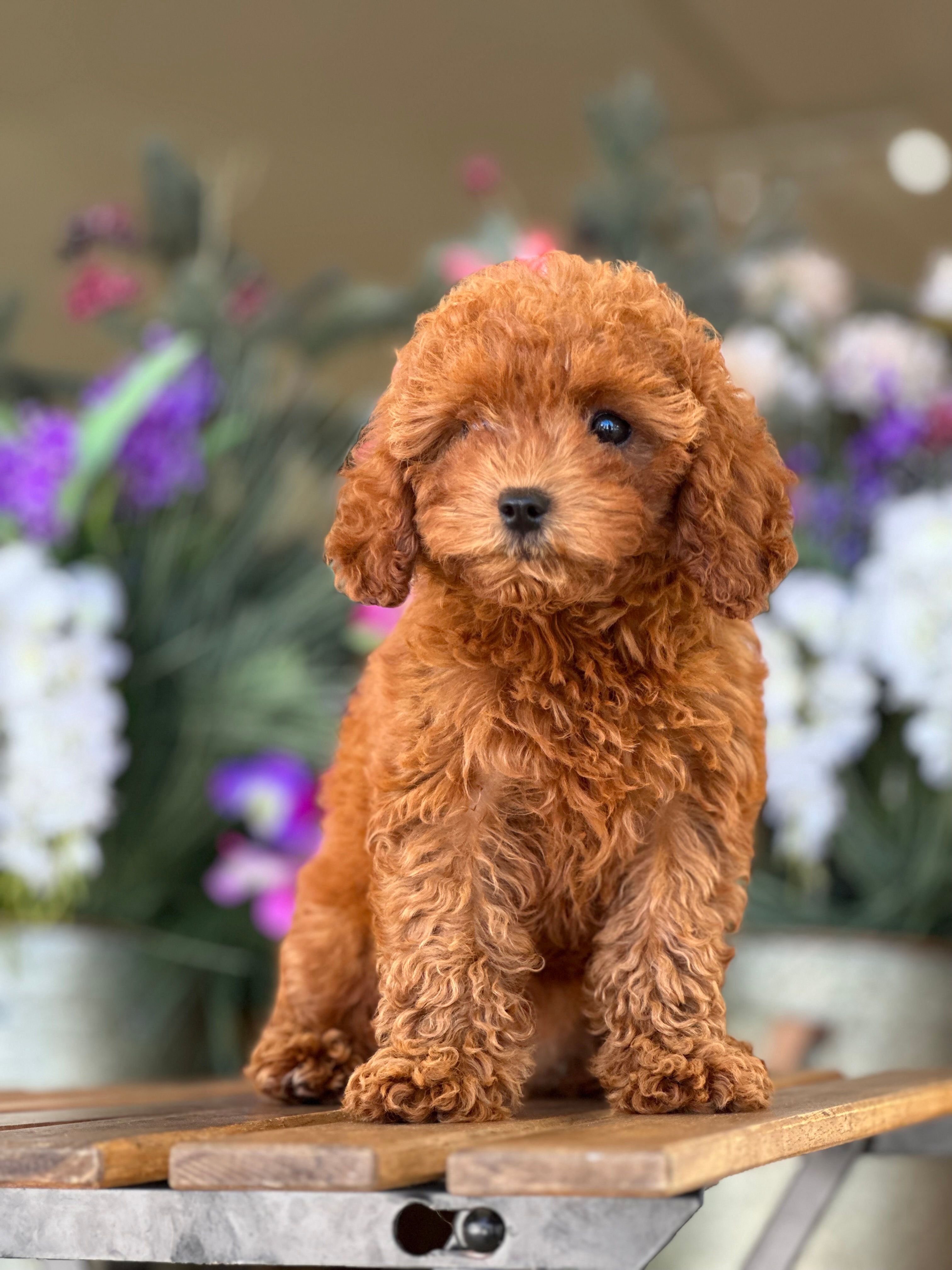 Cavapoo hembra #CPJL-003-VENDIDA