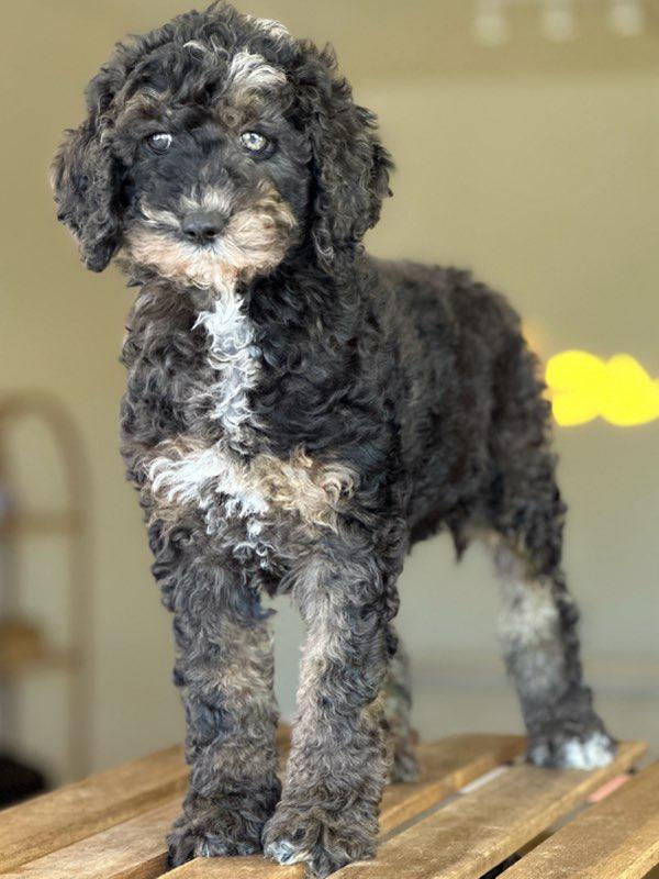 Thumbnail: STANDARD POODLE - SPF-4 Macho $1995 Vendido