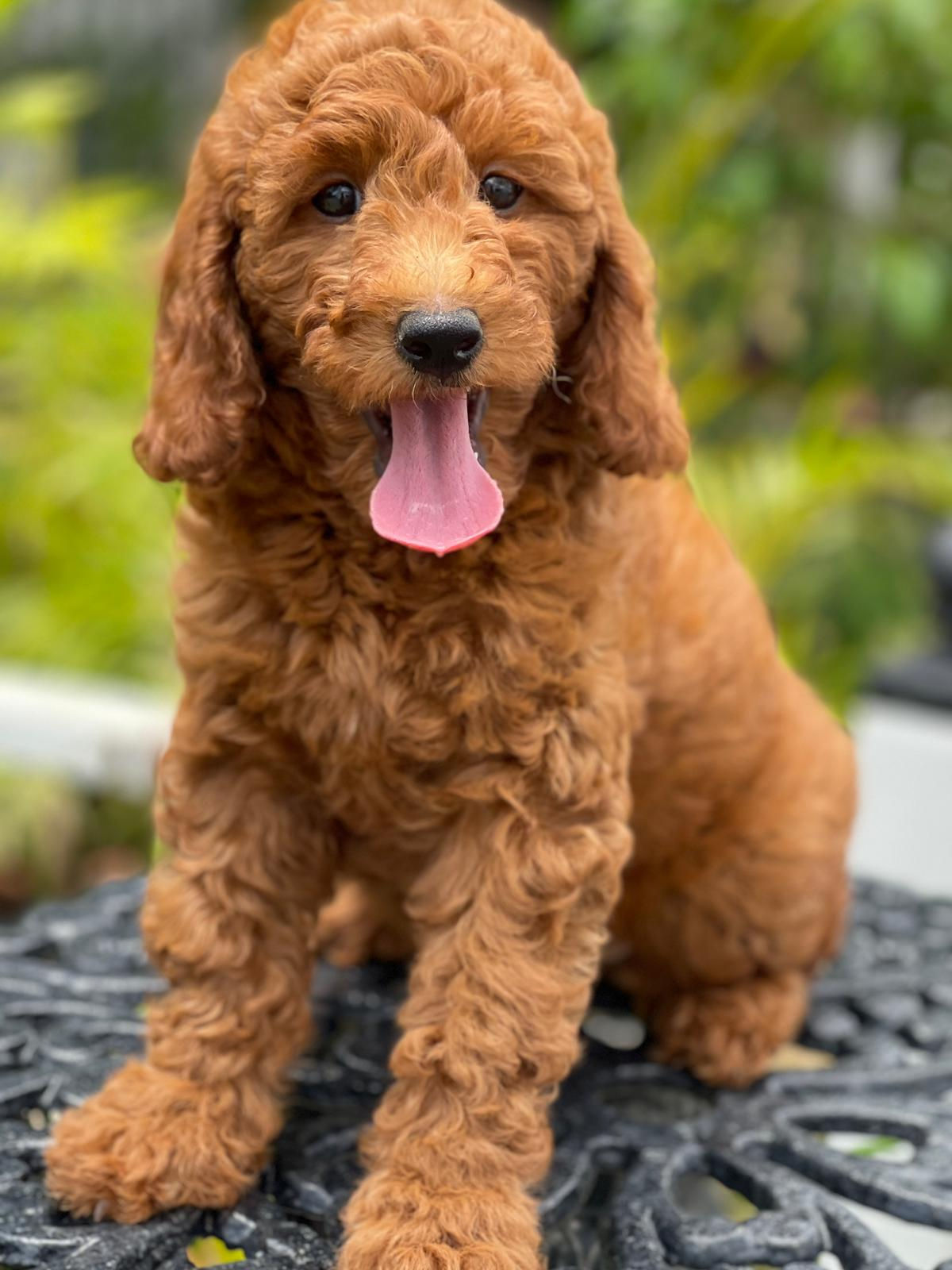 Mini GOLDENDOODLE #N03 -Hembra - Vendida