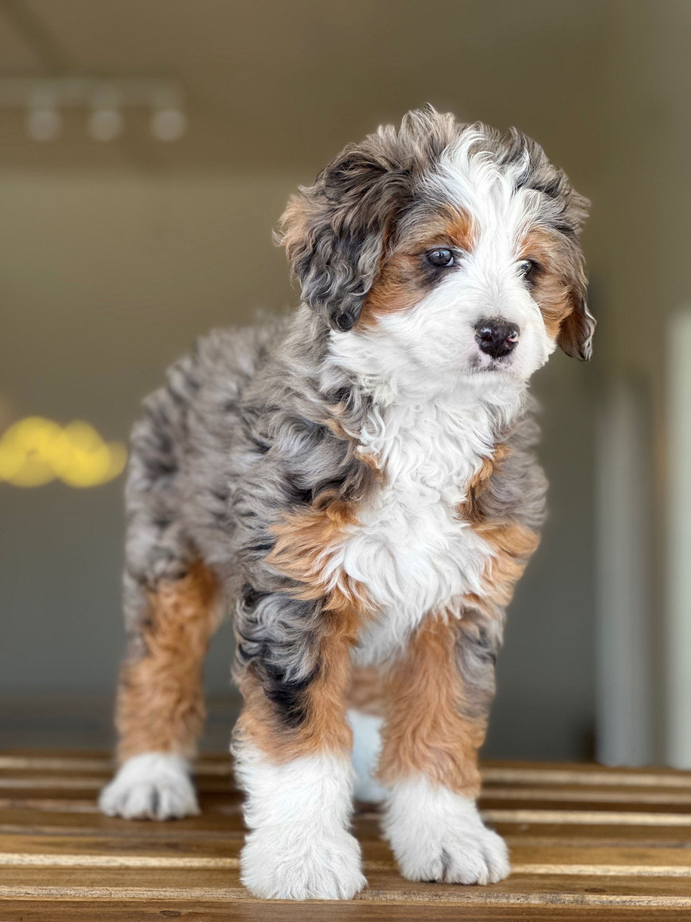 MINI BERNEDOODLE Phantom Merle hembra #MBE-03 Vendida