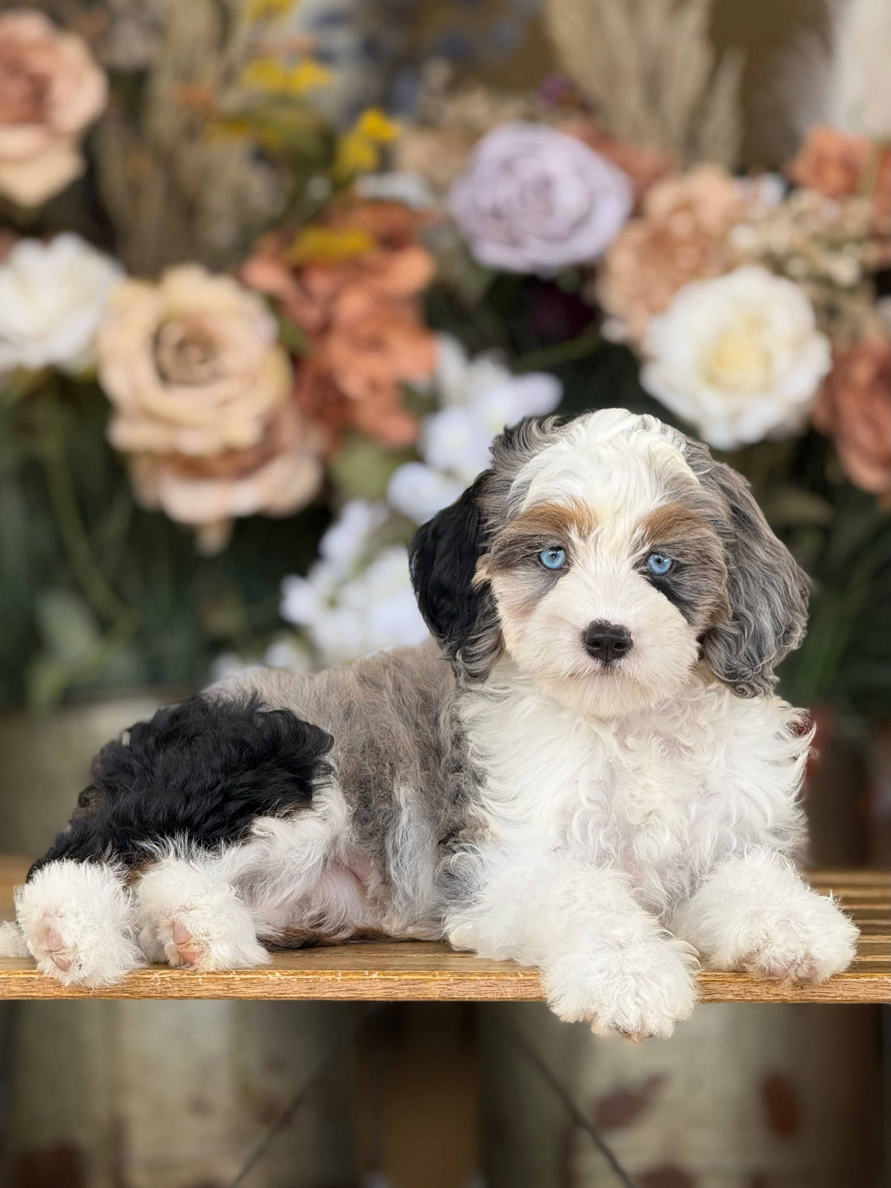 Mini Bernedoodle tricolor merle #MBJL-03 - VENDIDA