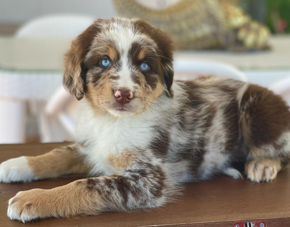 Miniatura: Aussiedoodle Merle - HEMBRA #10 - Vendida