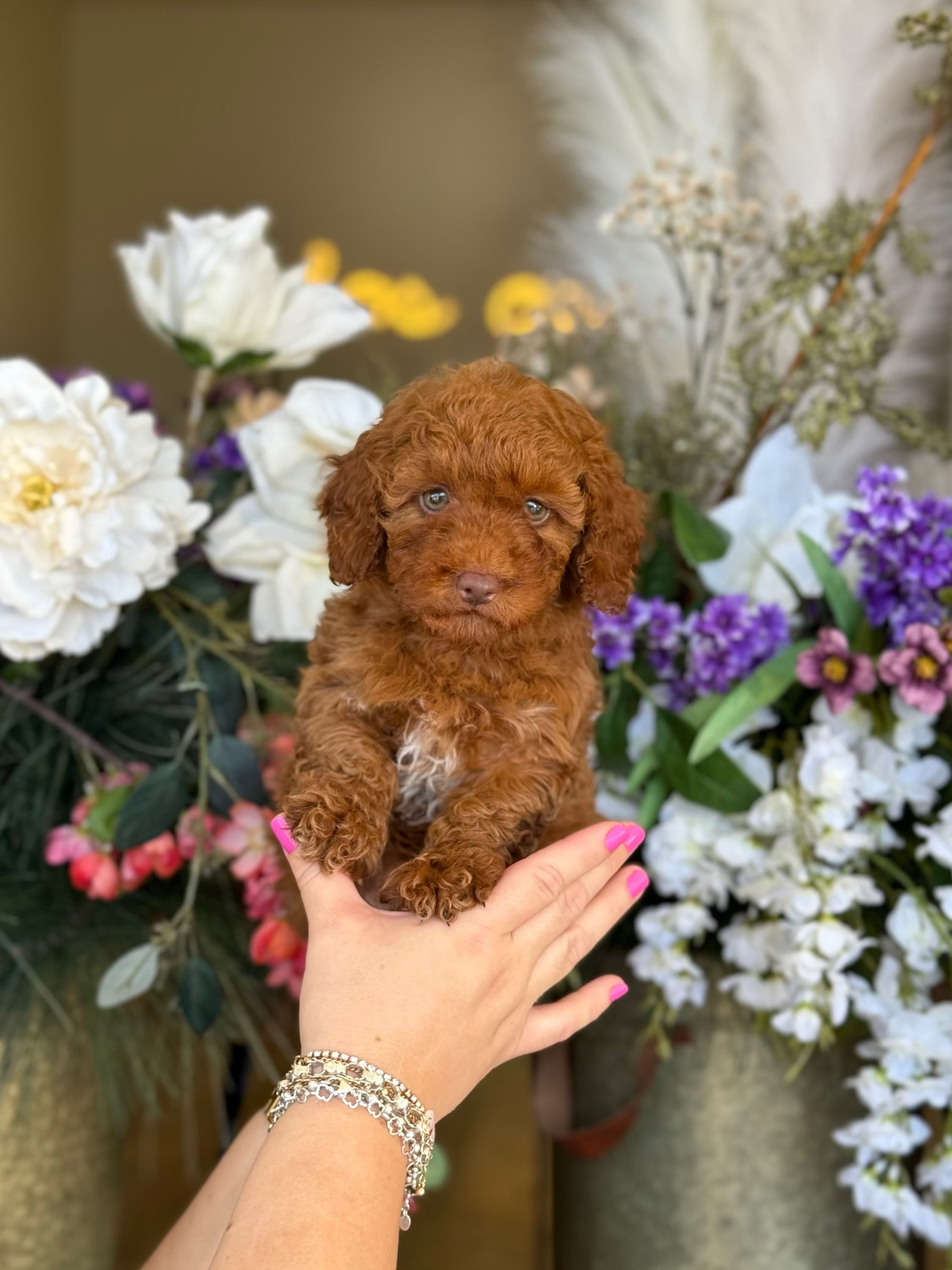 Toy Poodle -Red - VENDIDA