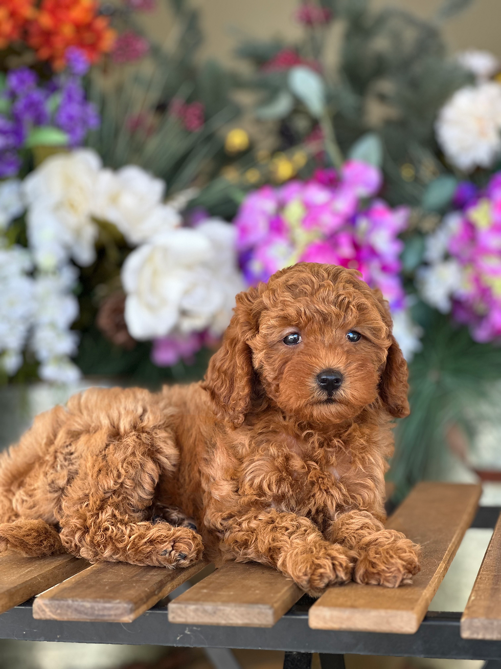 Thumbnail: Mini Goldendoodle Hembra MGD-04-VENDIDA