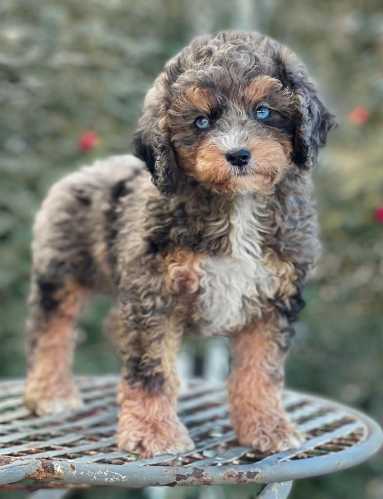 MINI BERNEDOODLE Phantom Merle #MBNOV02 Hembra