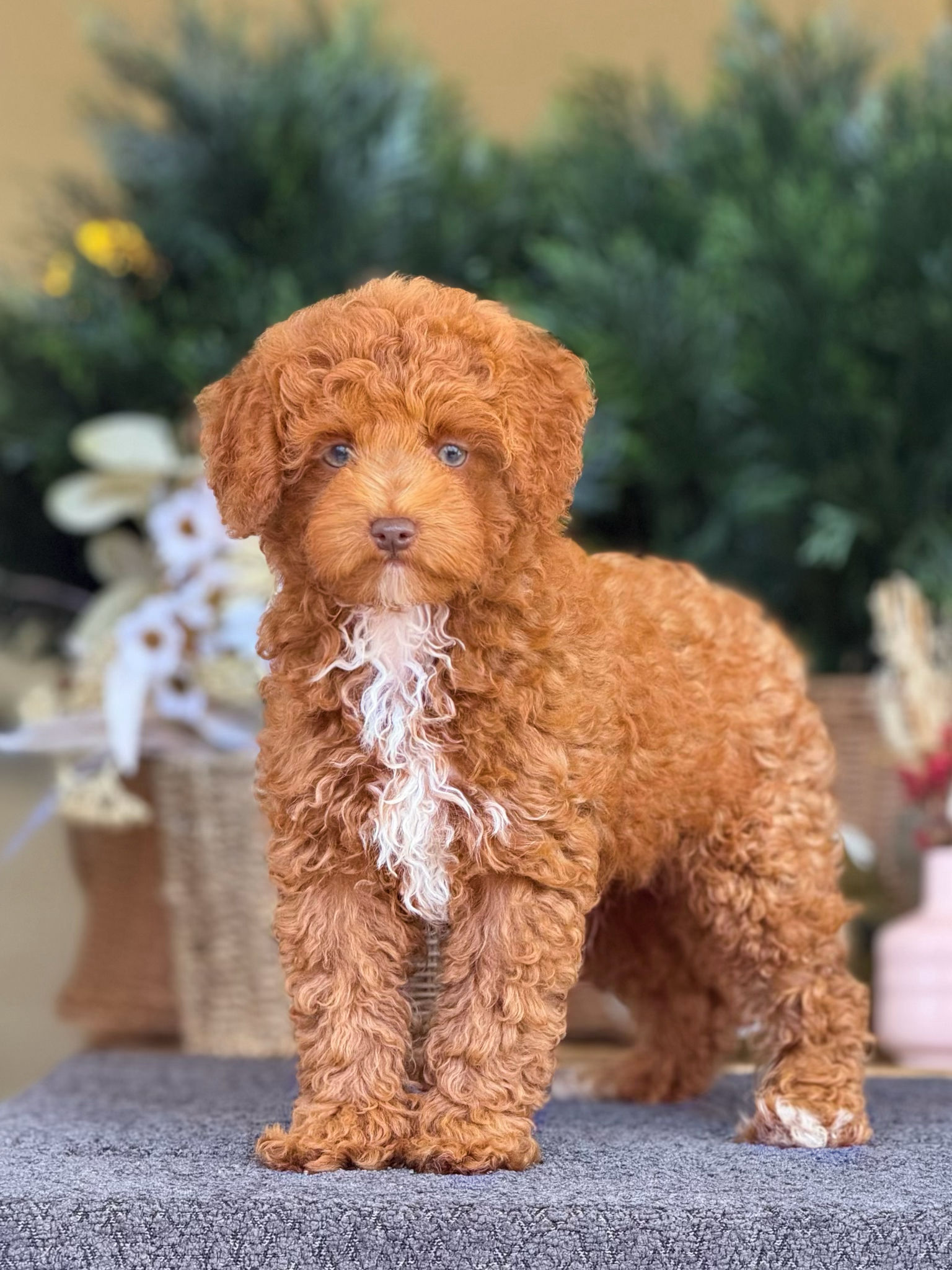 Miniature Poodle nene MP_17 - Financiando…