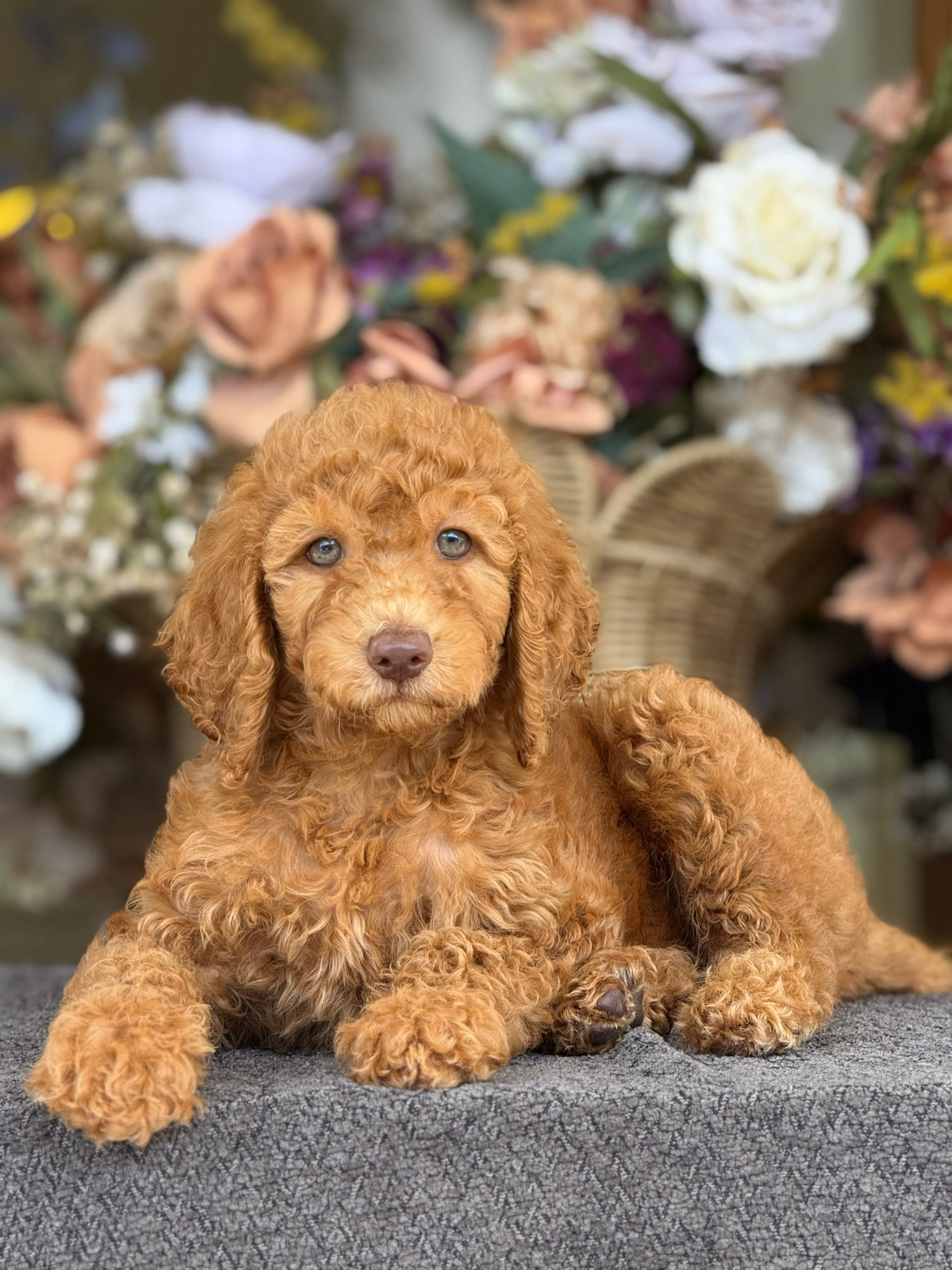Standard Poodle nene ST-08 - VENDIDO