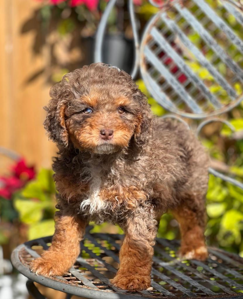 Mini POODLE - macho Merle -01 Vendido