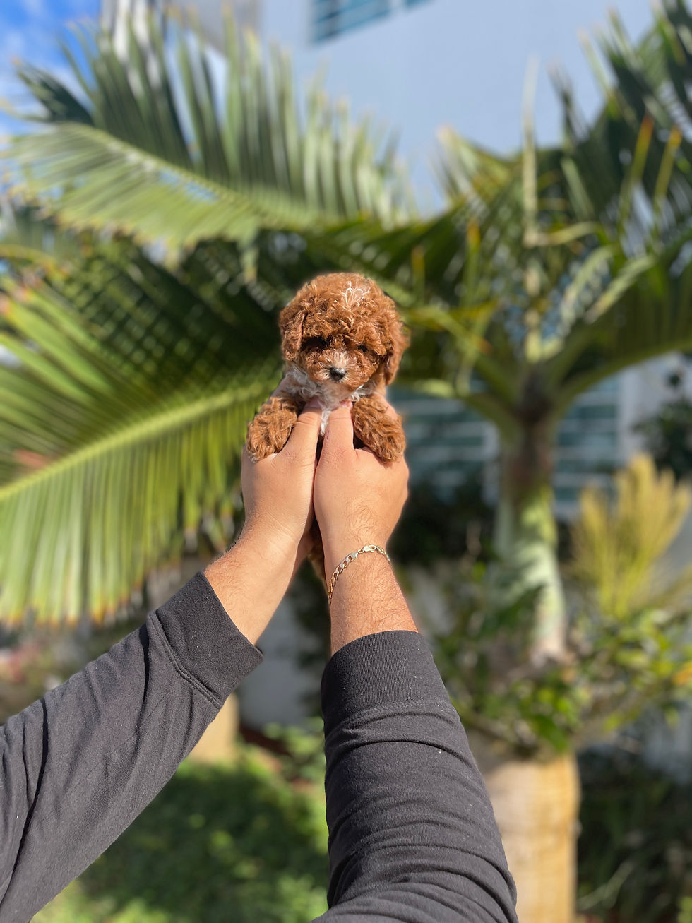 Thumbnail: Cavapoo #4 - HEMBRA VENDIDA