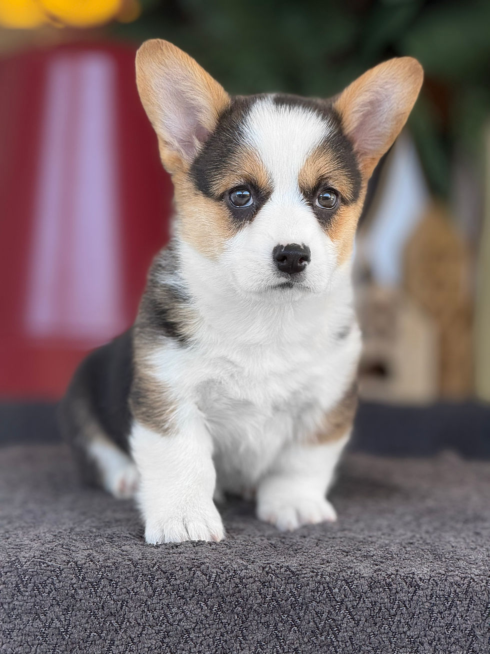 Pembroke Welsh Corgi nene WC_05 Financiamiento Disponible