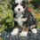 Thumbnail: MINI BERNEDOODLE Tri-Color #10 - Hembra - Vendida