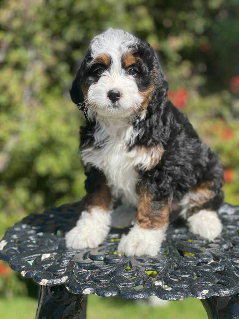 MINI BERNEDOODLE Tri-Color #10 - Hembra - Vendida