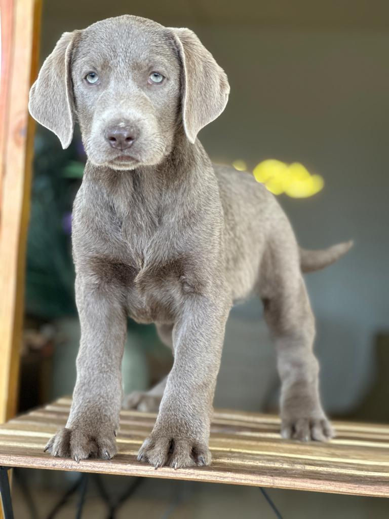 LABRADOR SILVER registro ACA-02-Machito-VENDIDO