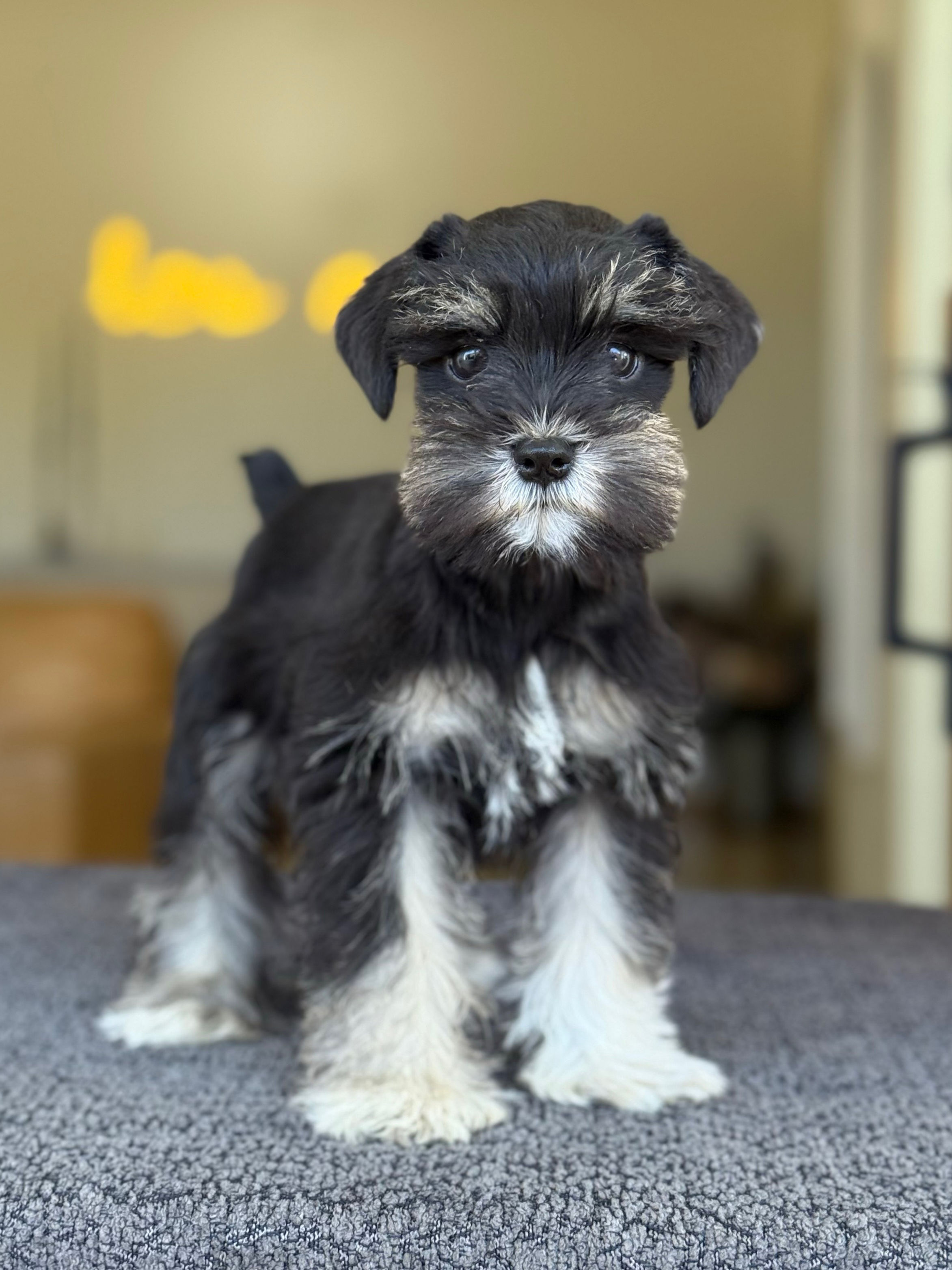 AKC Mini Schnauzer hembra - VENDIDA