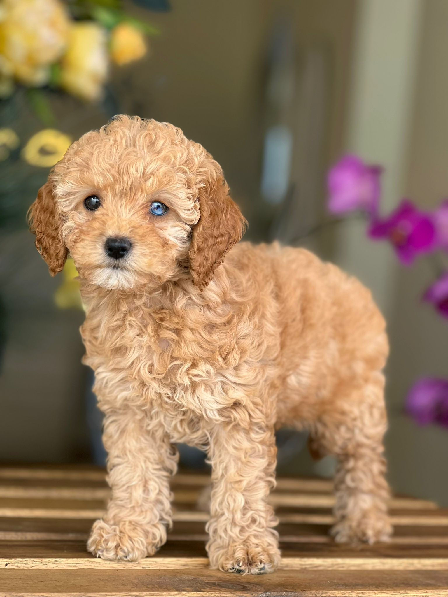 Toy POODLE Apricot  C-Hembra TPA-04