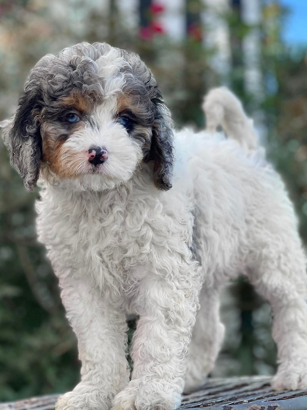 Miniatura: MINI BERNEDOODLE Phantom Merle #MBNOV01  vendido