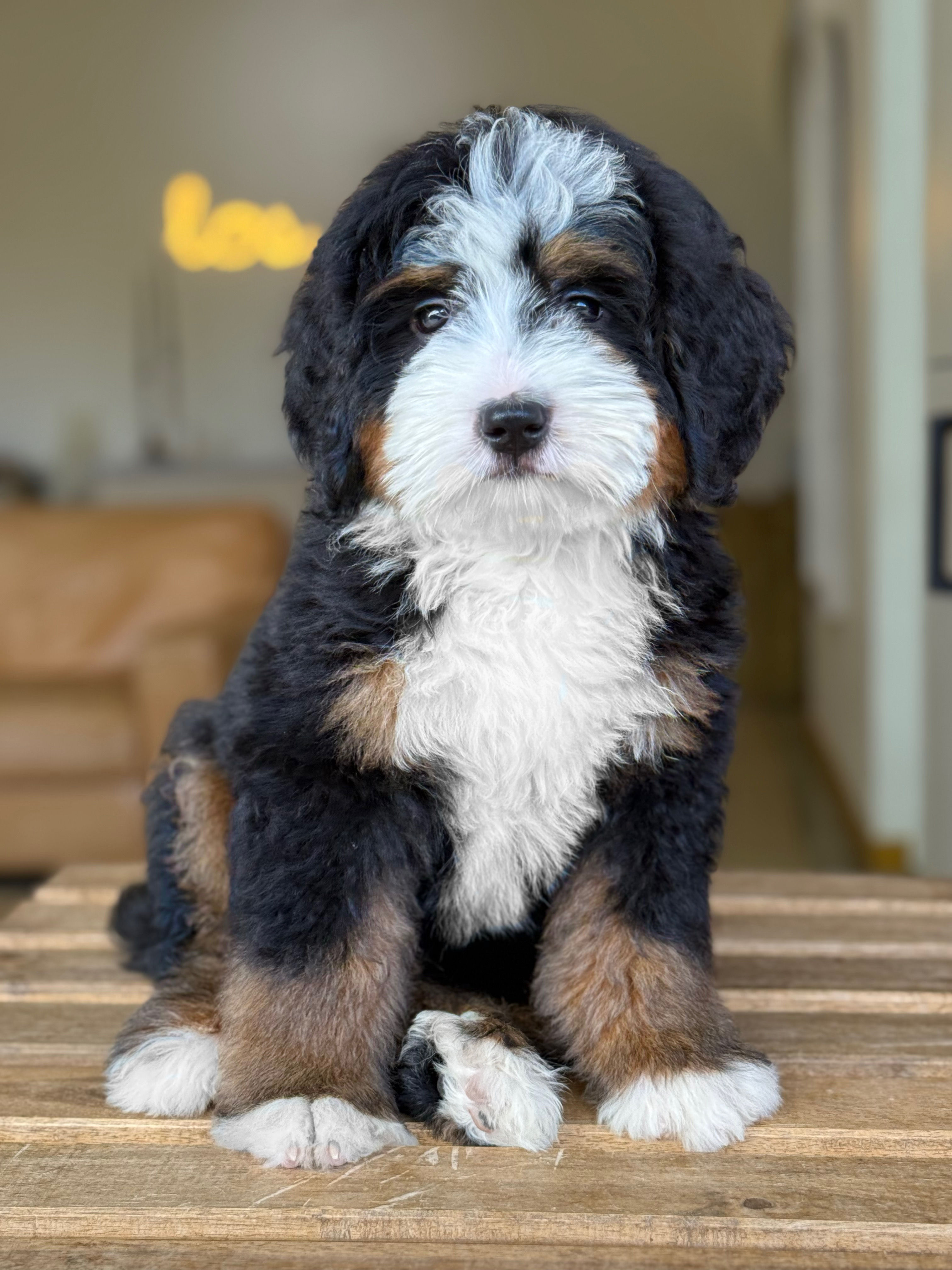 Mini Bernedoodle Tricolor macho  #MB-3 - VENDIDO