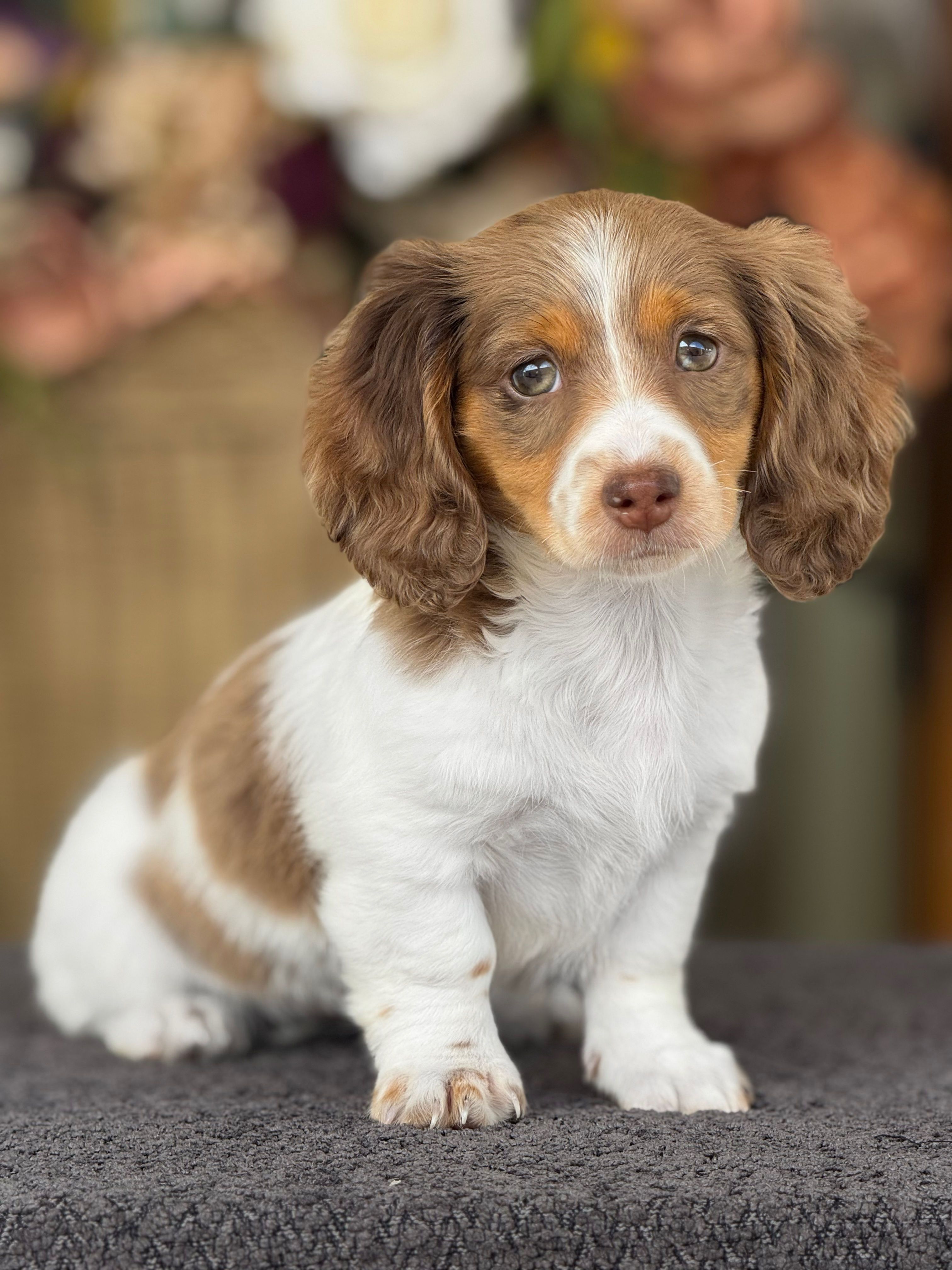Mini Dachshund Long Hair Nena MD_11-Financiamiento Disponible