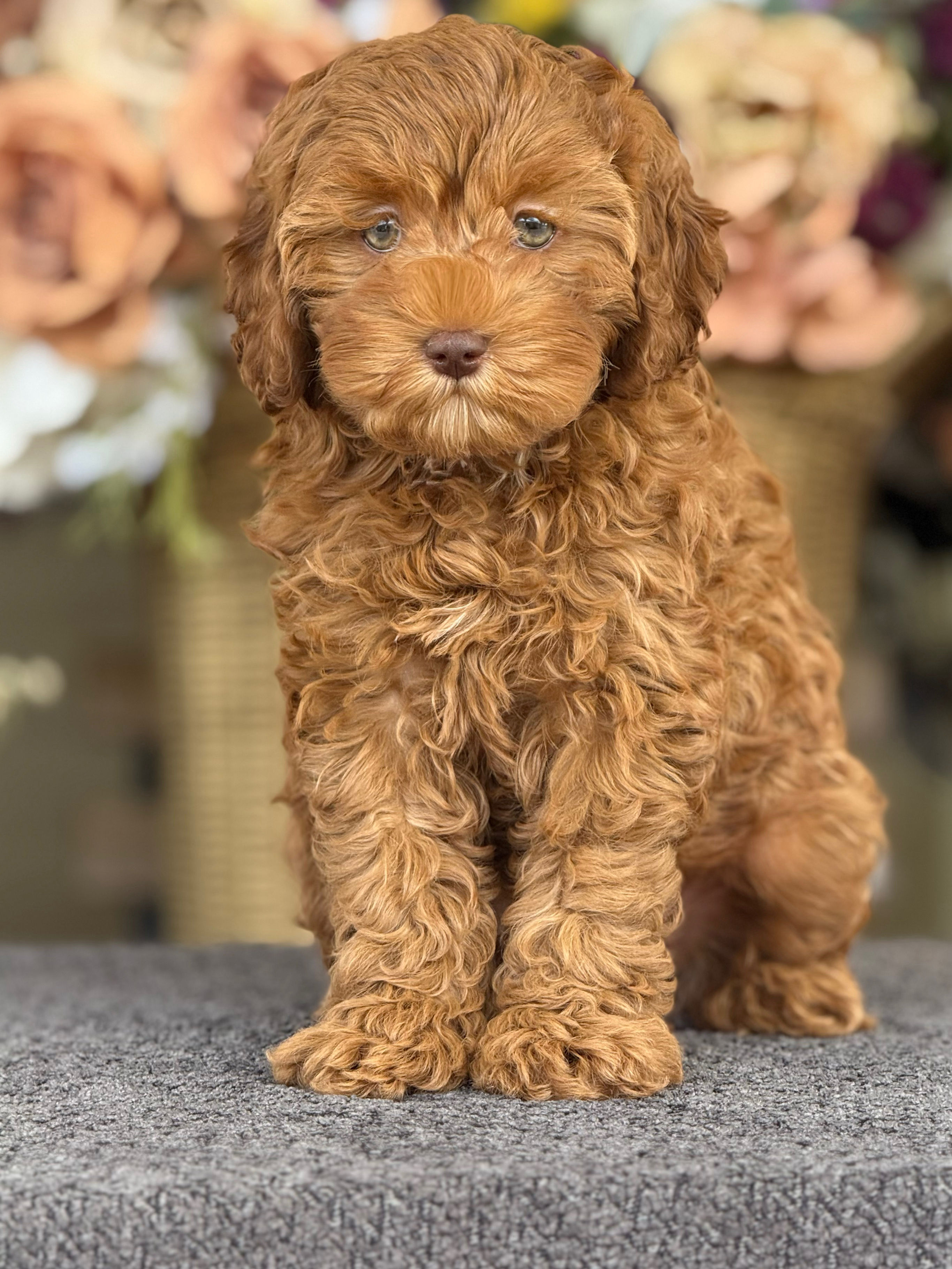 Cockapoo  hembra #CPJ-02 - VENDIDA