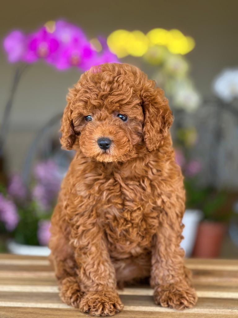 Mini goldendoodle hembra TGm-01 vendida
