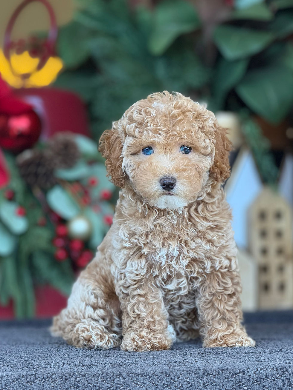 Mini Poodle nena MP_06 Financiamiento Disponible