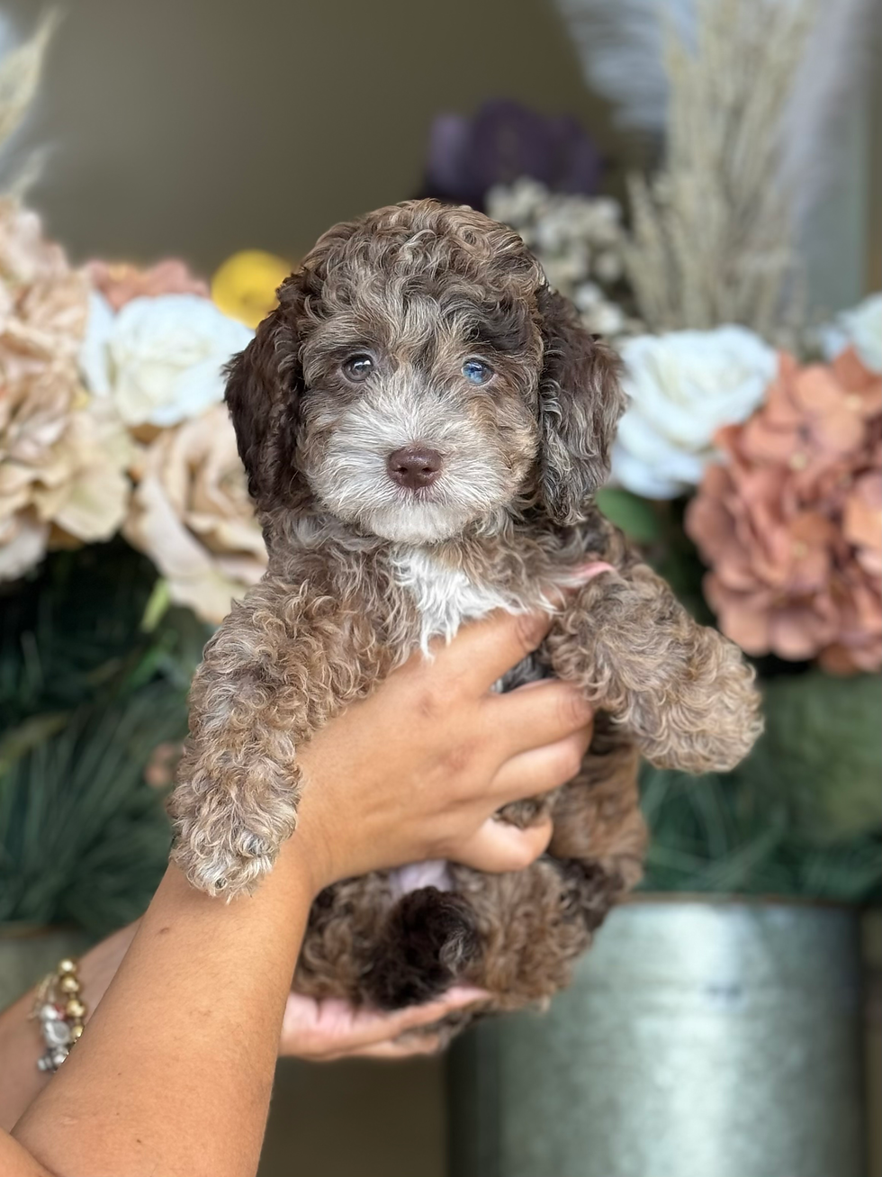 Toy labradoodle Macho Merle MLM-01-vendido