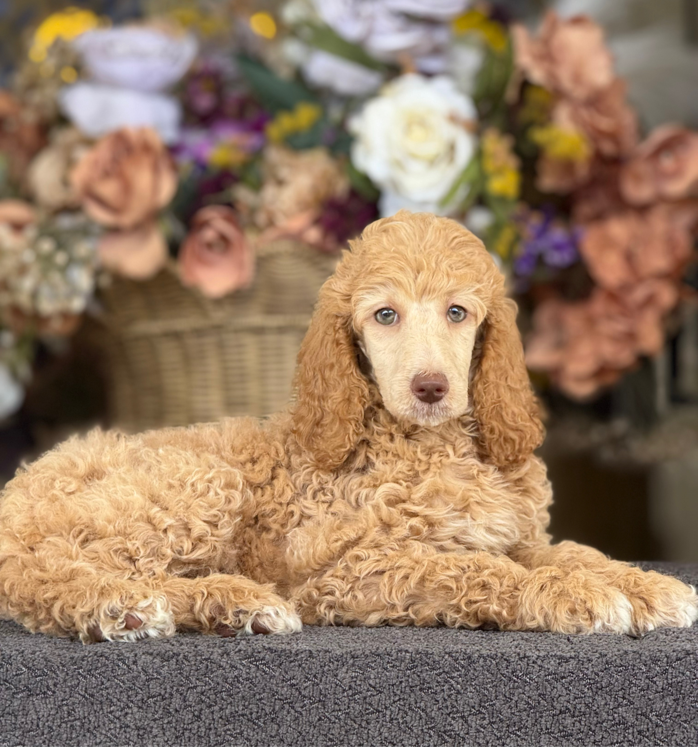 Standard Poodle nena ST-07 - VENDIDA