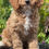 Miniatura: Micro TOY GOLDENDOODLE - HEMBRA VENDIDA