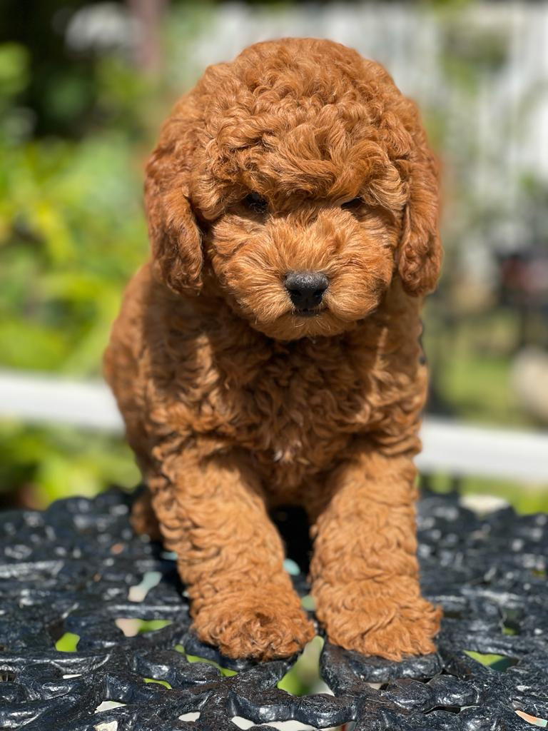 Mini GOLDENDOODLE #003 -Macho - Vendido
