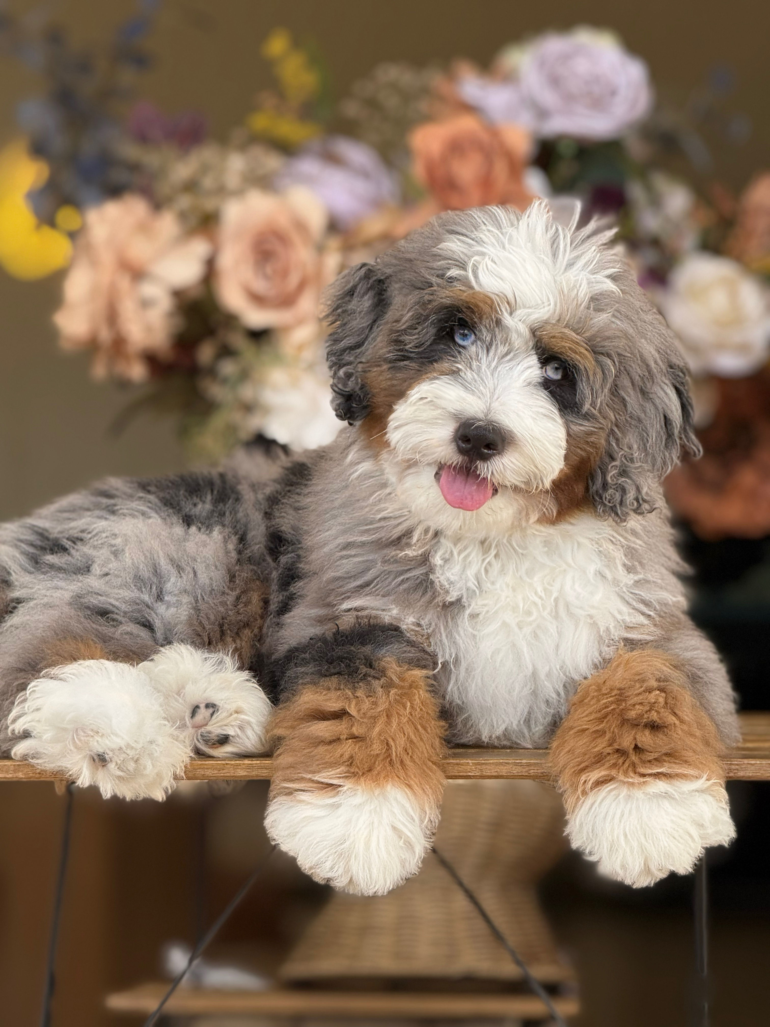 Mini Bernedoodle nene MB_11 - VENDIDO