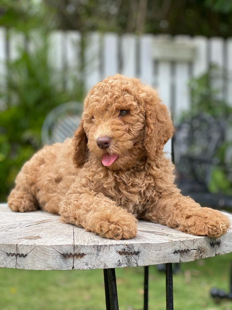 Thumbnail: STANDARD POODLE Rojo Ojos verde- Macho AKC Reunited 03 -0 Vendido