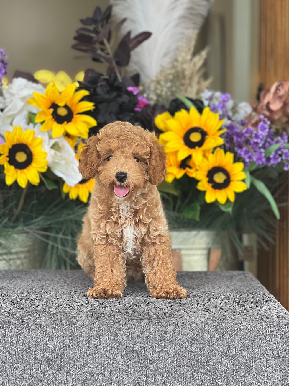 Mini Toy poodle ACA hembra TP-06-VENDIDA