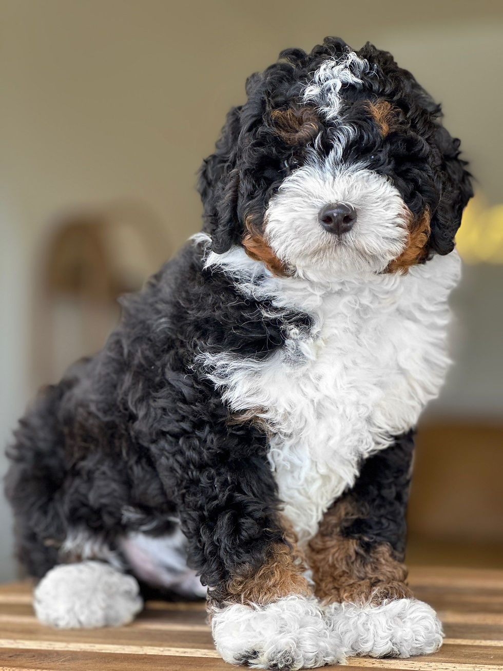 MINI Aussiedoodle Macho tricolor AJ-02-Vendido