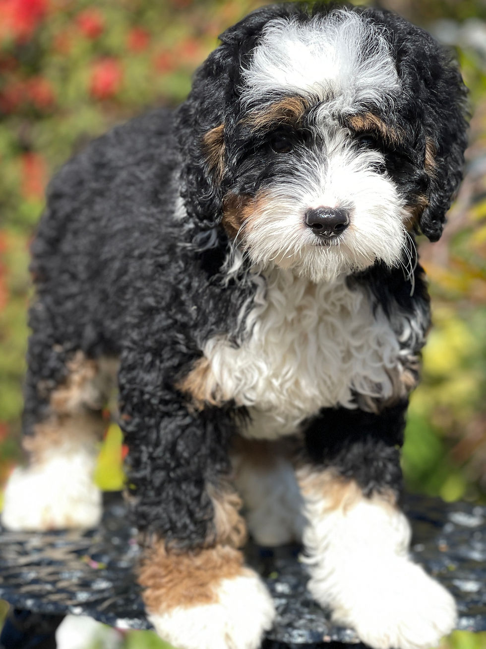 Miniatura: MINI BERNEDOODLE Tri-Color #2 - HEMBRITA VENDIDA