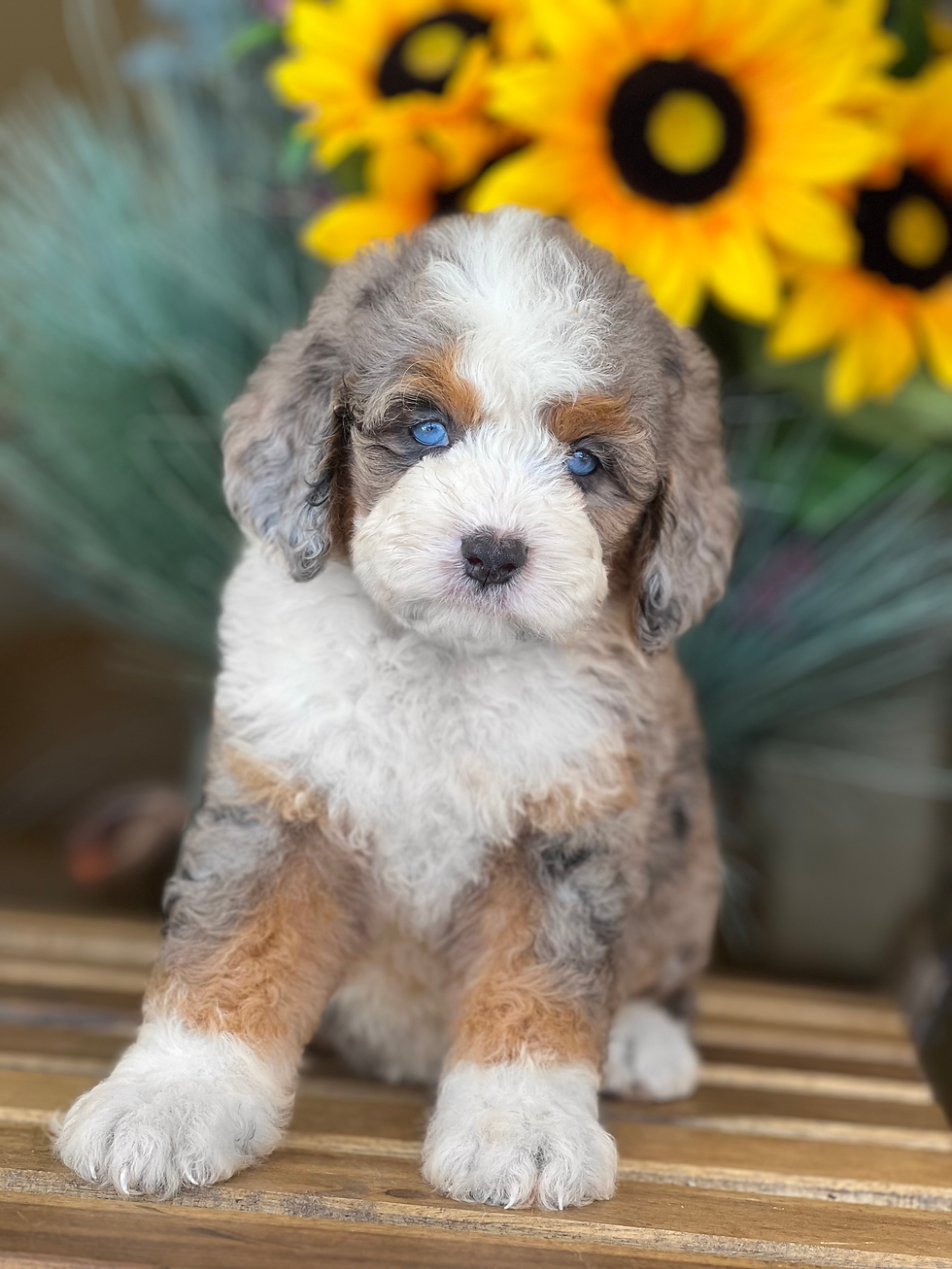 MINI BERNEDOODLE hembrita #MBM-01 vendida