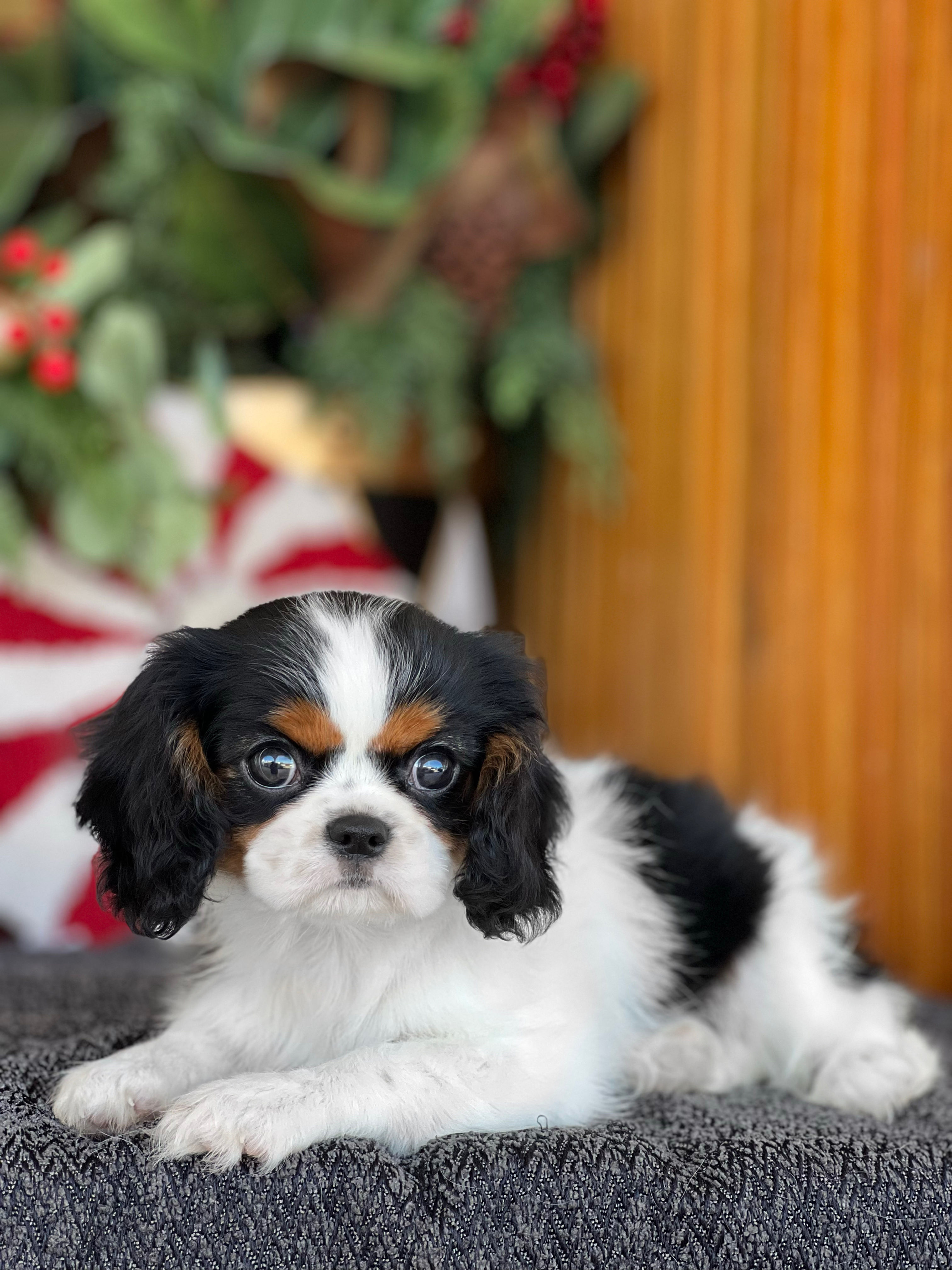 Cavalier King Spaniel Hembra & Cavapoo Female