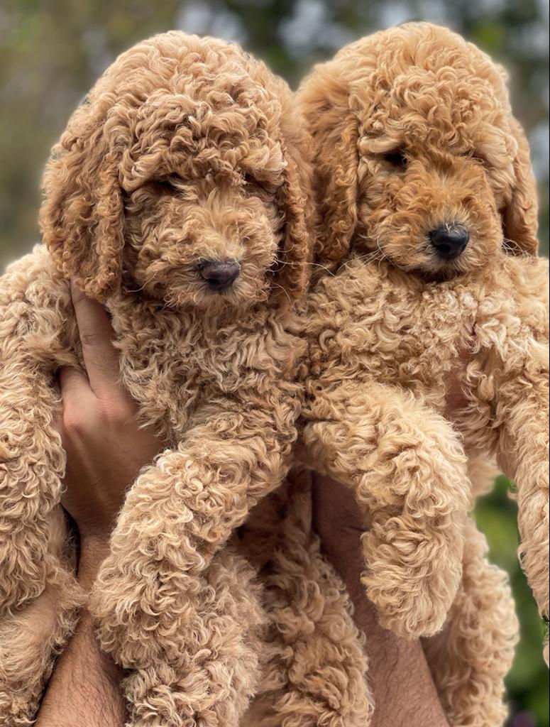 Miniatura: STANDARD GOLDENDOODLE - VENDIDA