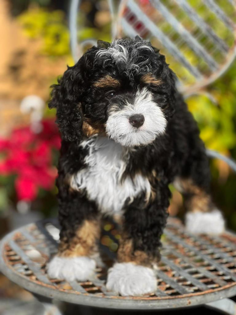 MINI BERNEDOODLE Tri-Color #MB1 - Hembra -vendida