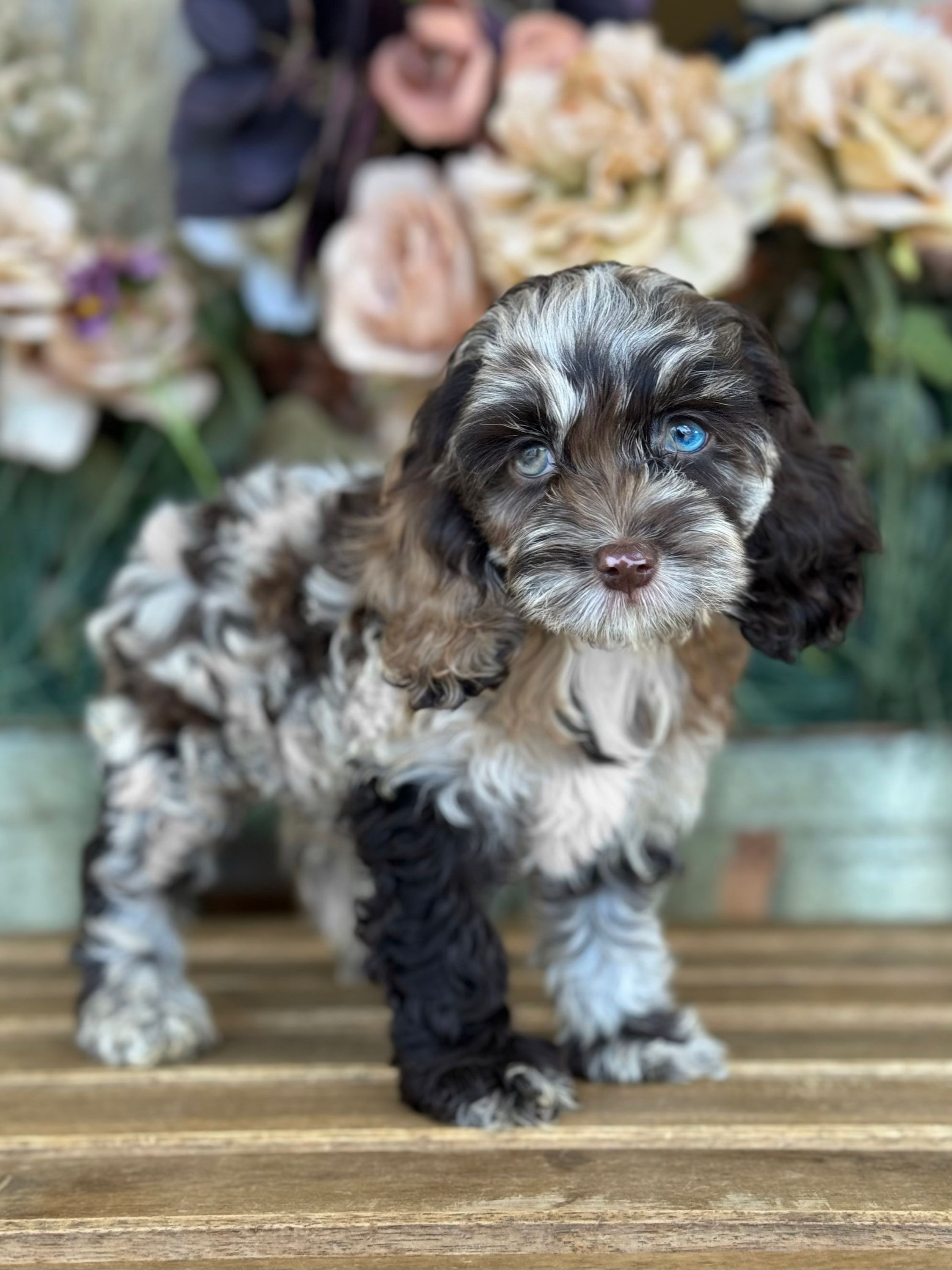 Cockapoo hembra  choco merle#CPJ-05 vendida