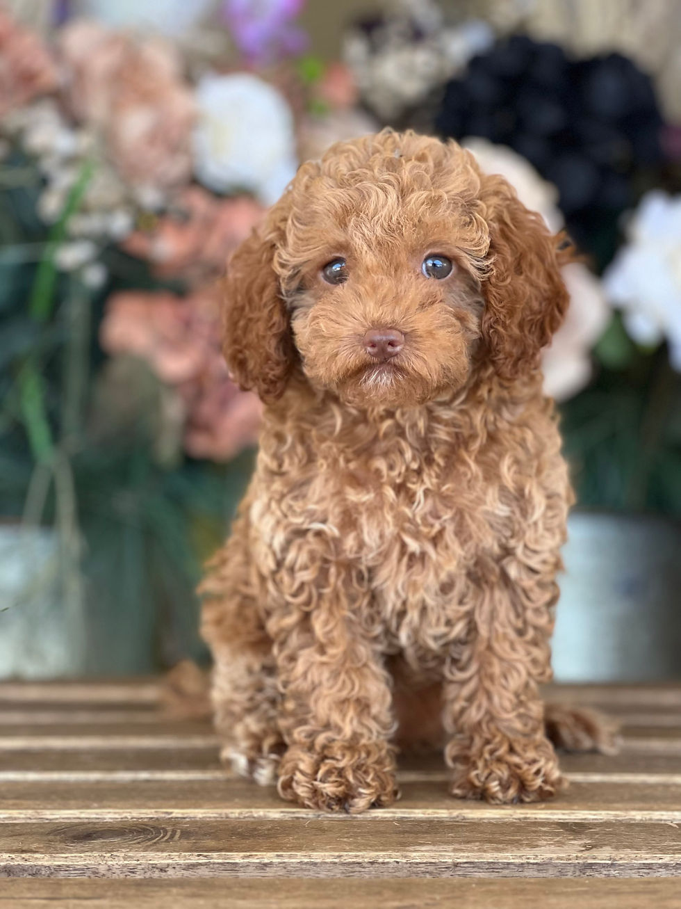 Hembra Mini Toy Poodle SS1-VENDIDA