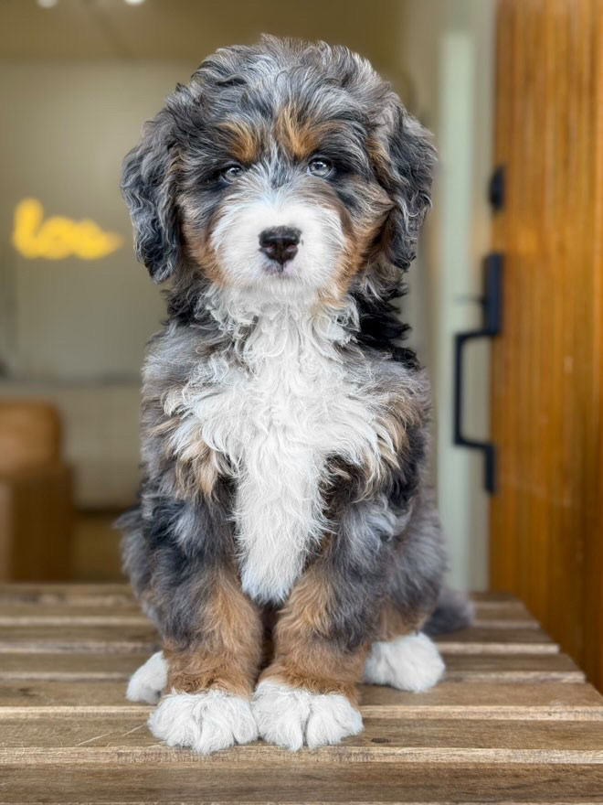 Mini Bernedoodle macho Merle m1 - VENDIDA