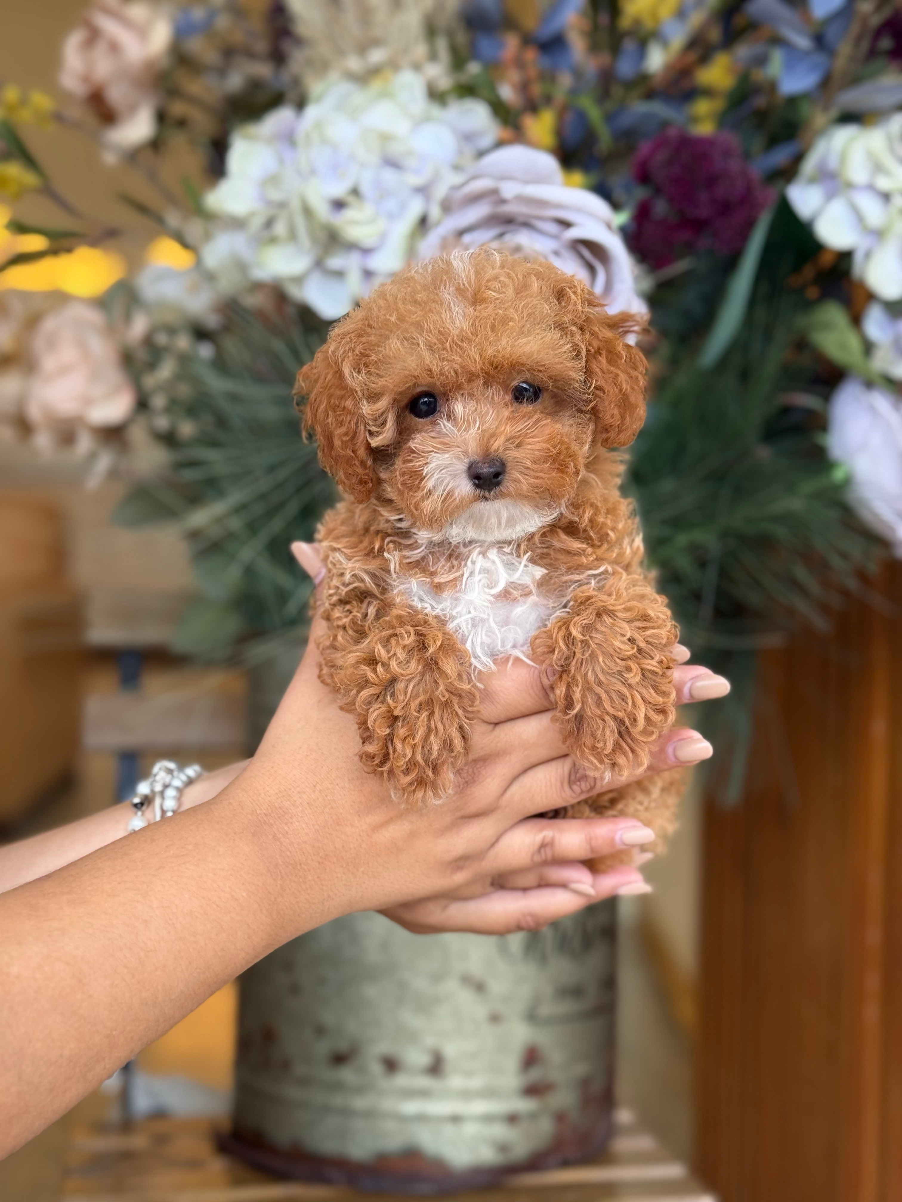 Toy Poodle hembra 2 - VENDIDA