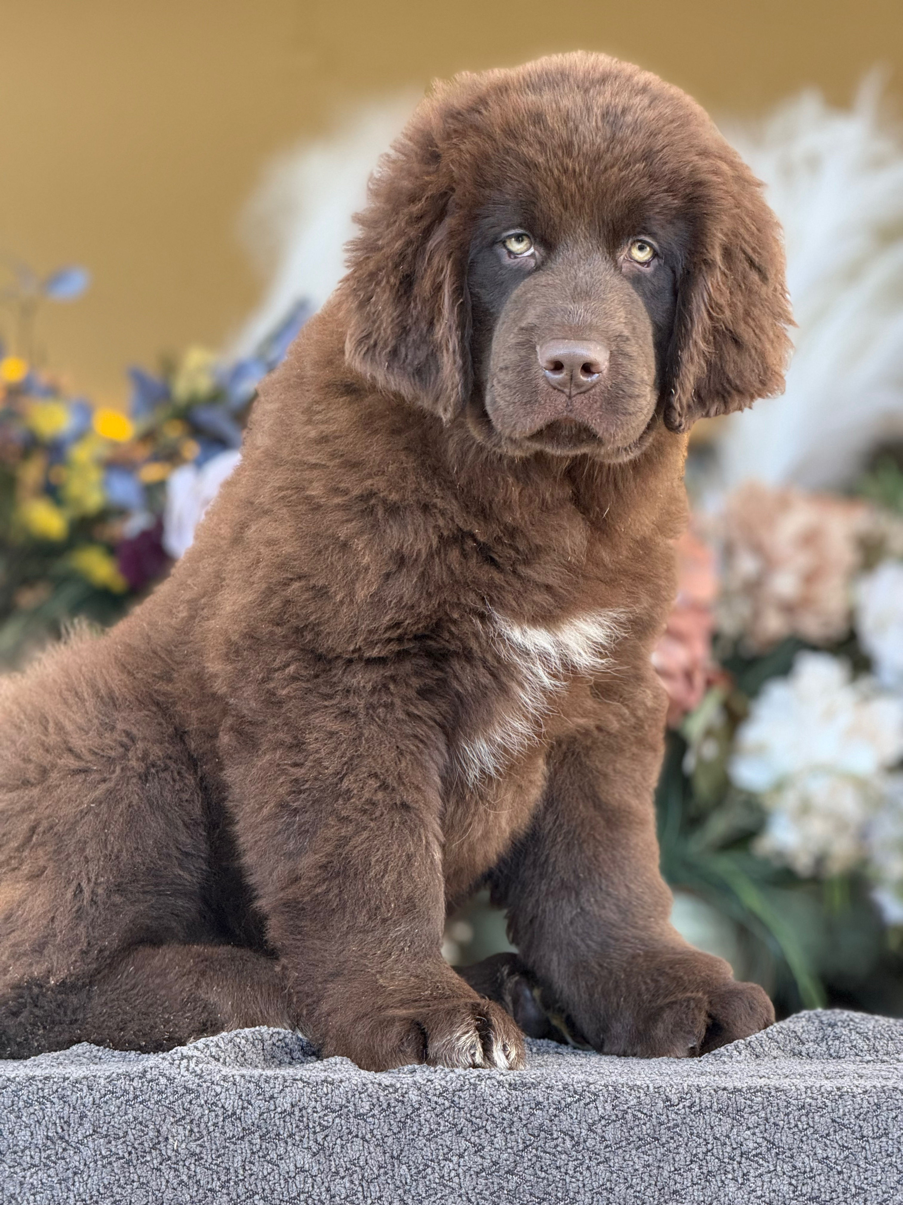 Newfoundland AKC Hembra - Financiamiento Disponible